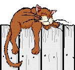 katze011