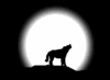 wolf01